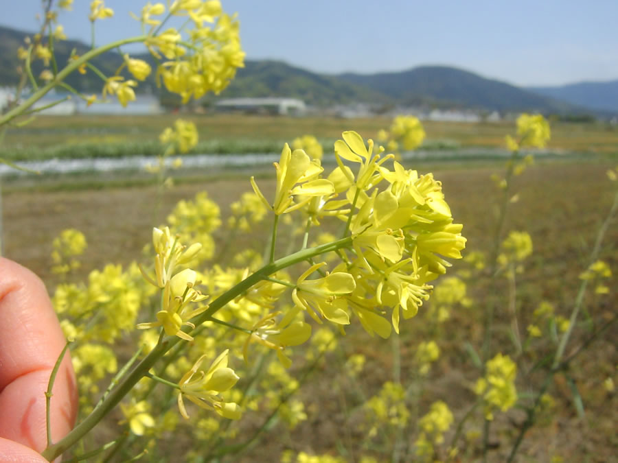 菜の花