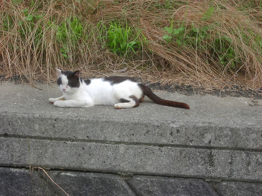 猫と小魚