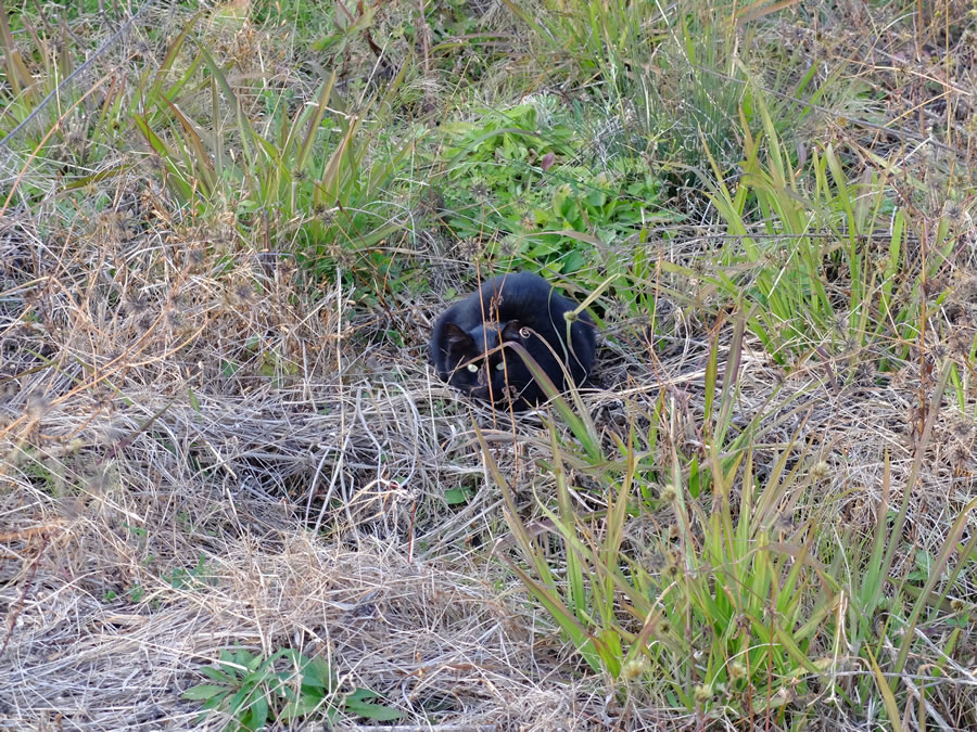 黒猫と雀