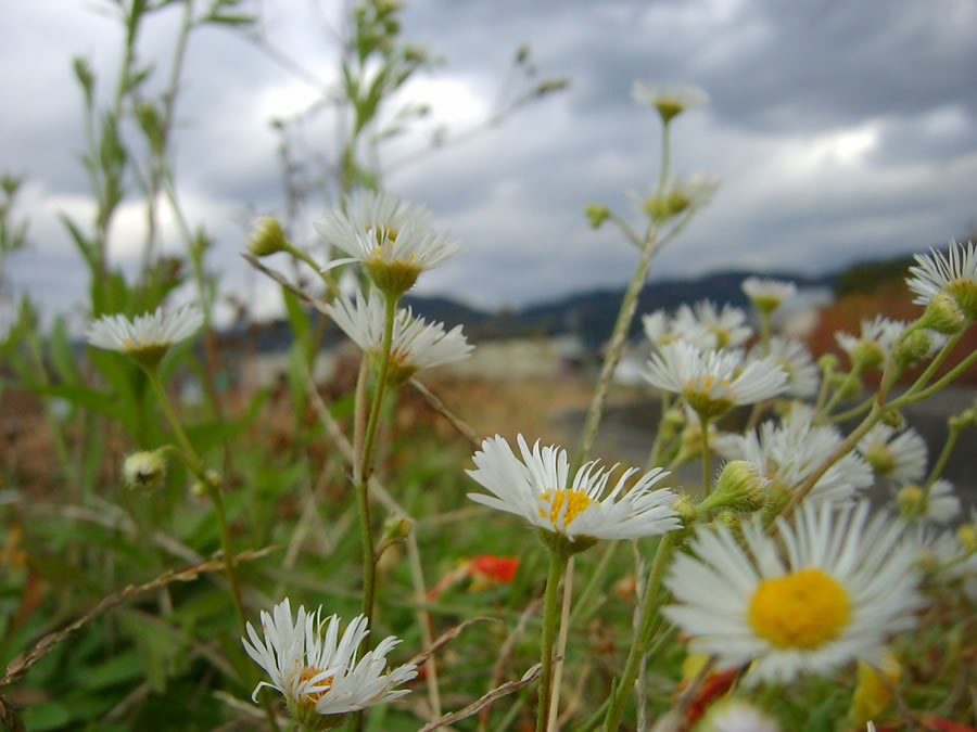 ヒメジオンの花