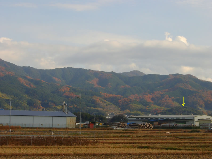 竜王山の黄葉