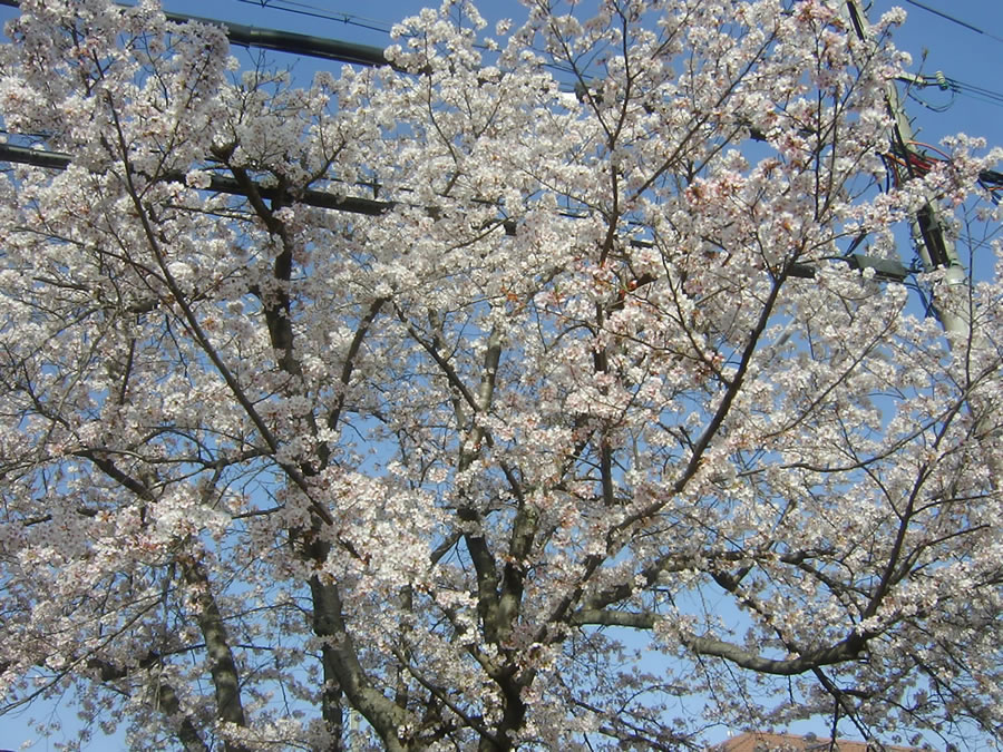 桜