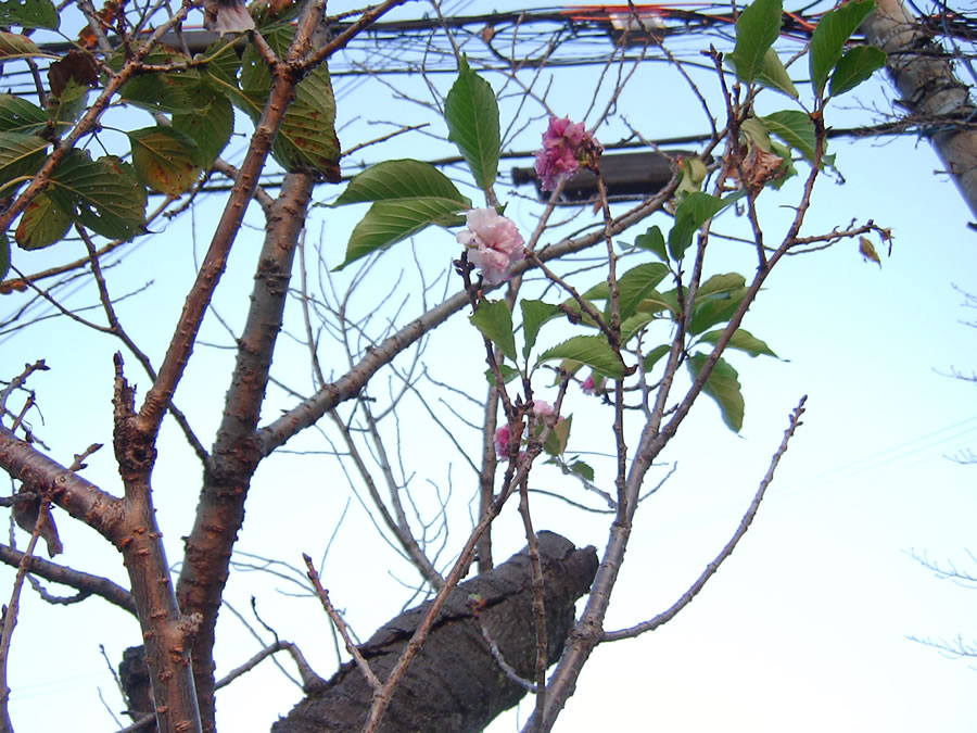 秋なのに八重桜の花が