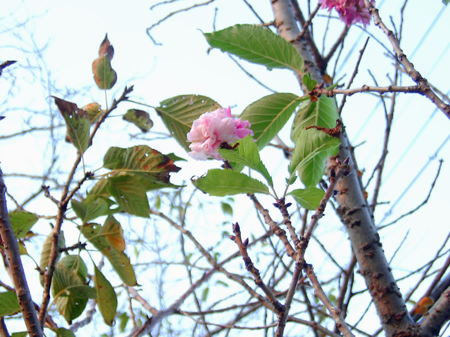 秋なのに八重桜の花が