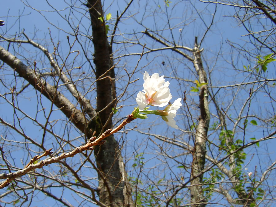 ソメイヨシノの秋花