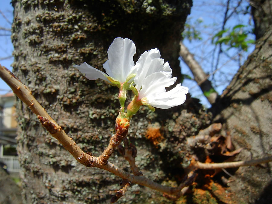 ソメイヨシノの秋花