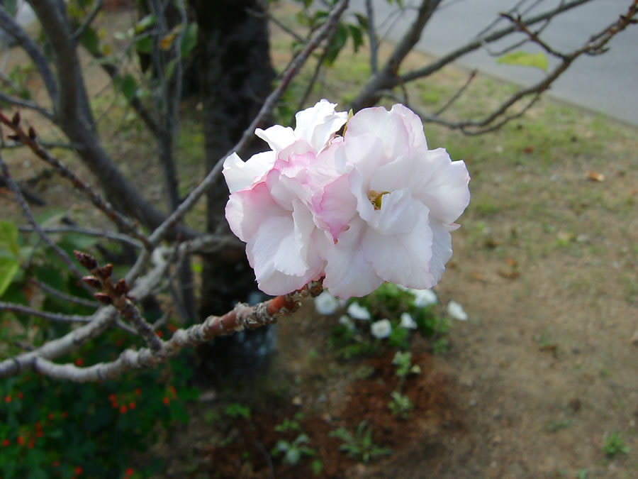 八重桜の秋花