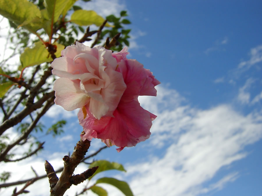 八重桜の秋花