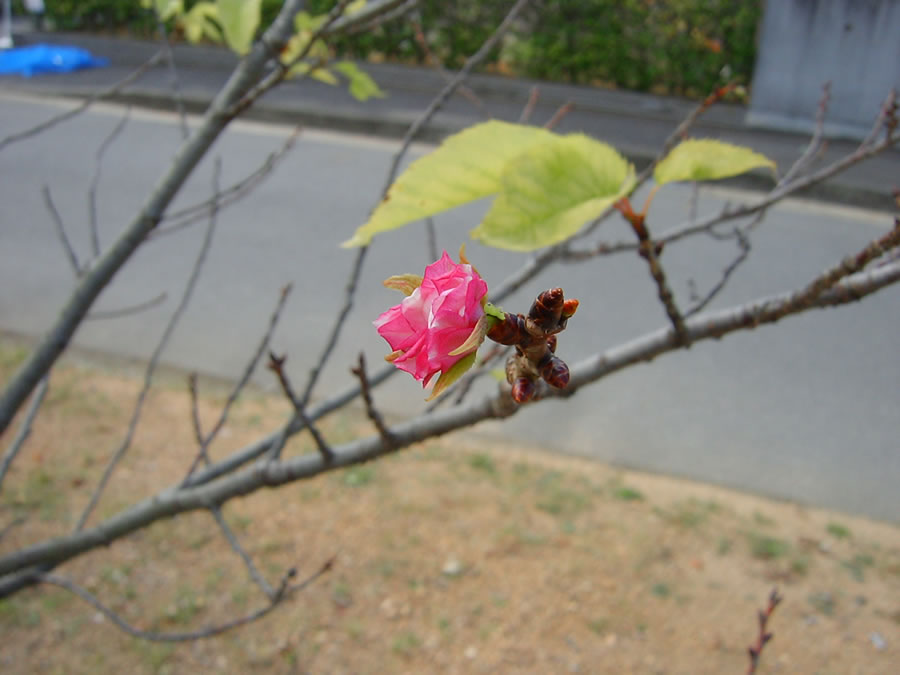 八重桜の秋花