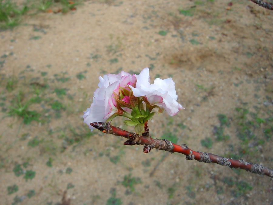 八重桜の秋花