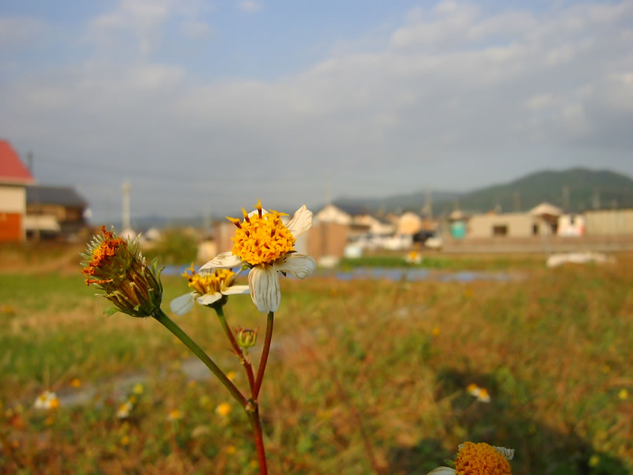 小白の栴檀草