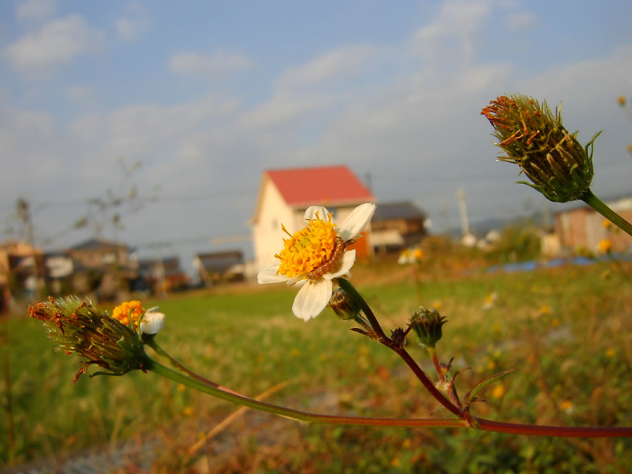 小白の栴檀草