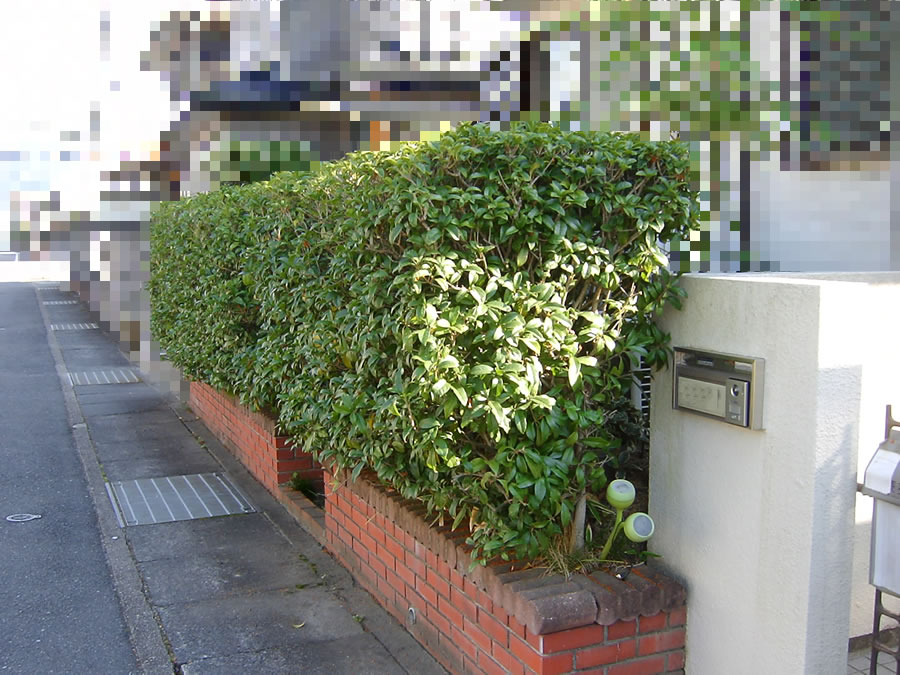 金木犀の生垣の剪定