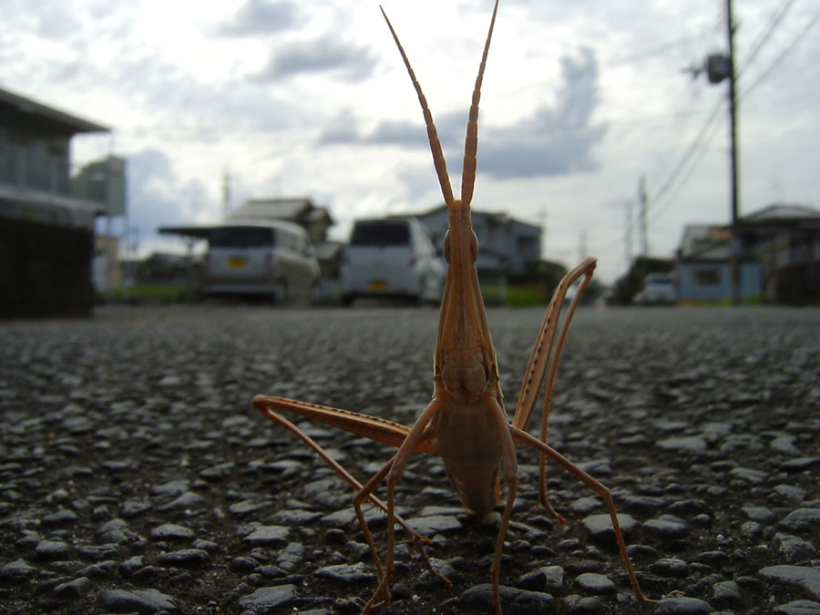 ショウリョウバッタ