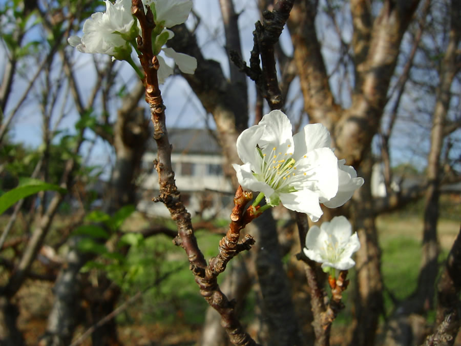 李の秋花