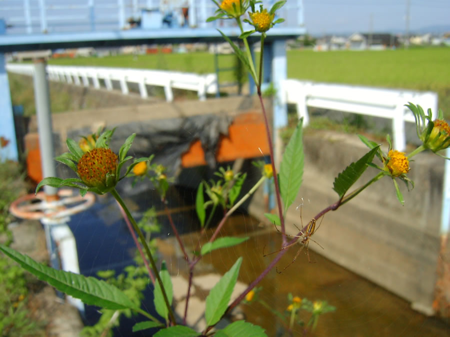 コセンダングサの花と蜘蛛