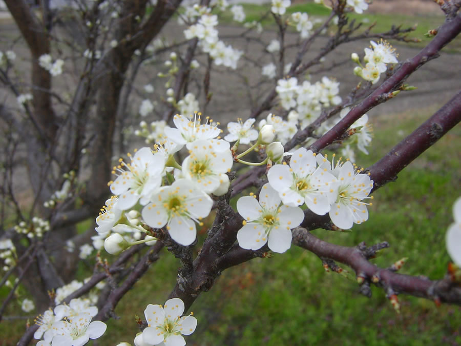 李の花