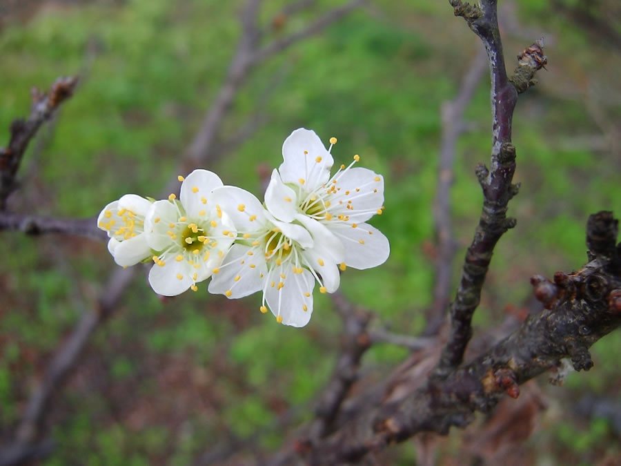 李の花