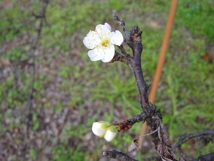 李の花