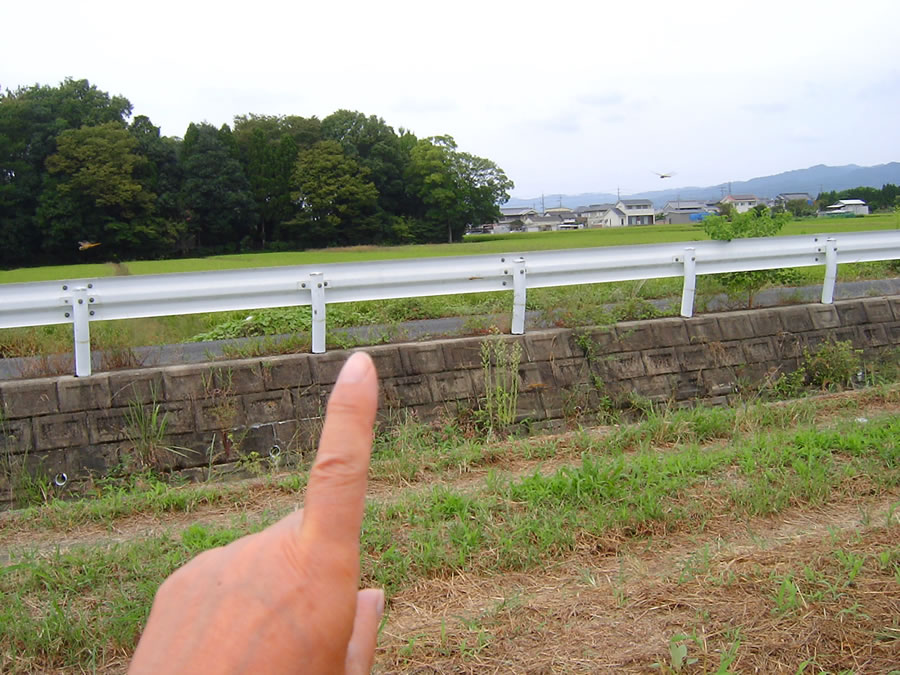 トンボの群