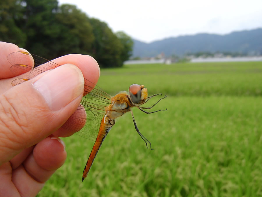 アキアカネのメス