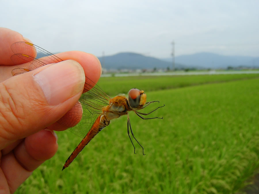 アキアカネのメス