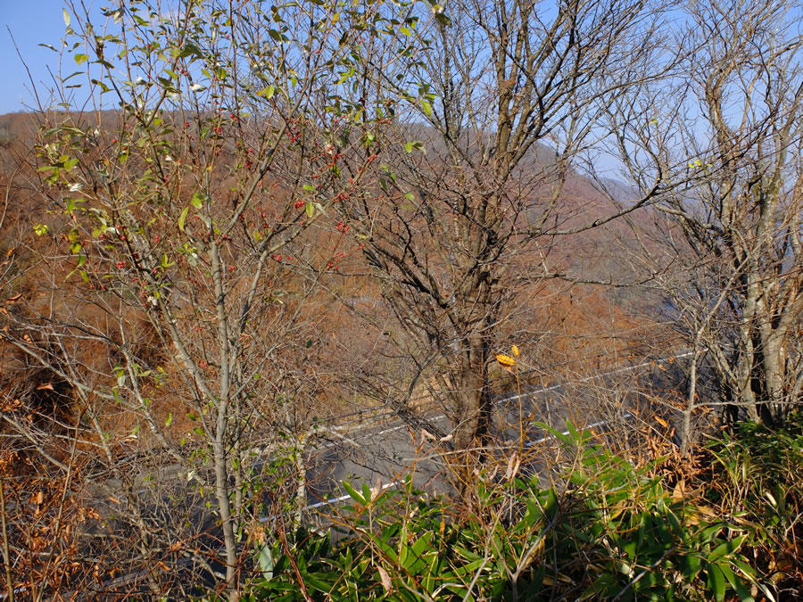 峠を越えて十和田湖へ