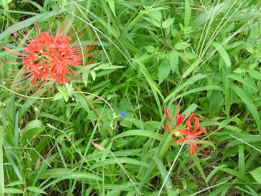 彼岸花と露草