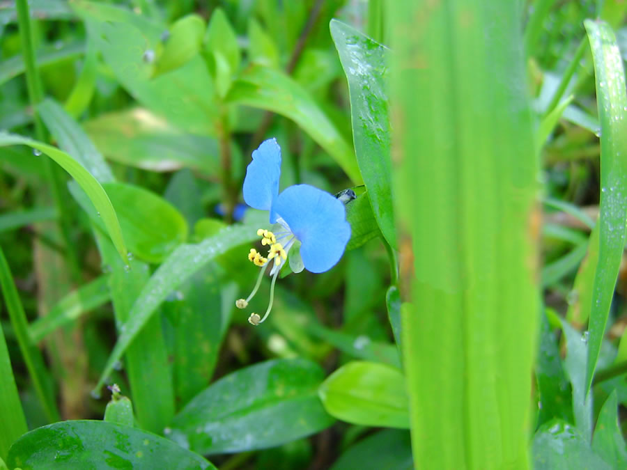 露草の花