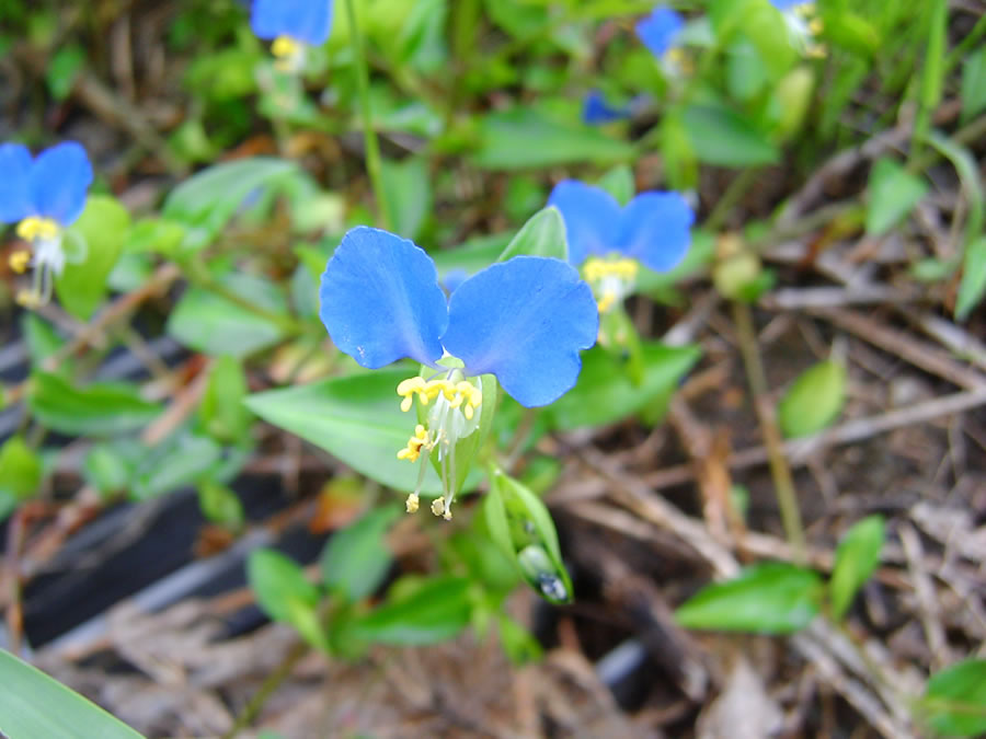 露草