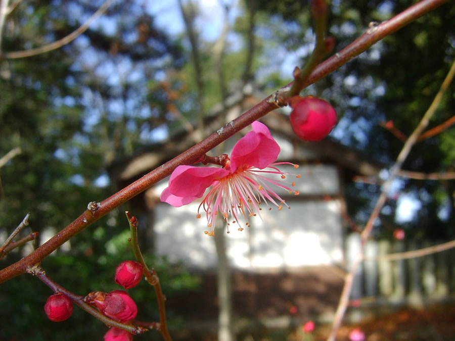 紅梅