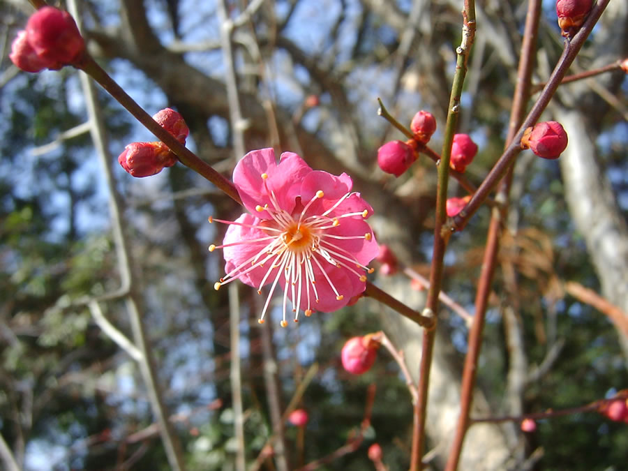 紅梅