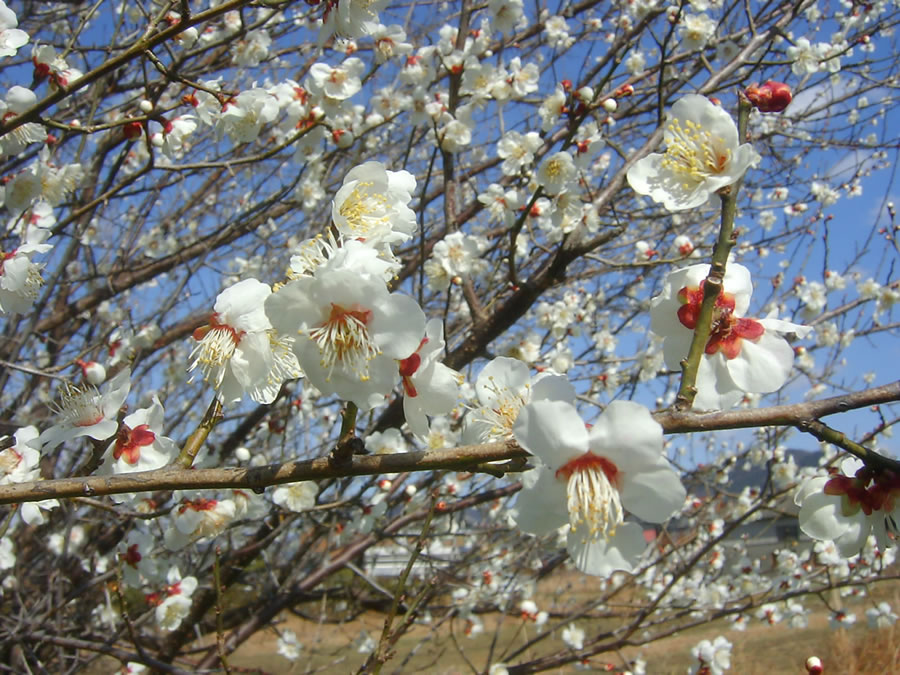 梅の花