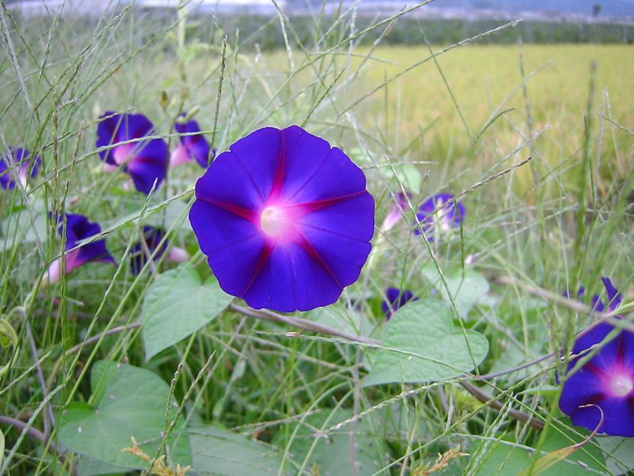 桃の秋花一輪