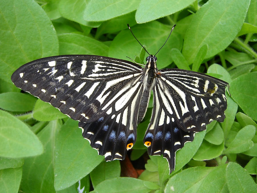 アゲハチョウ