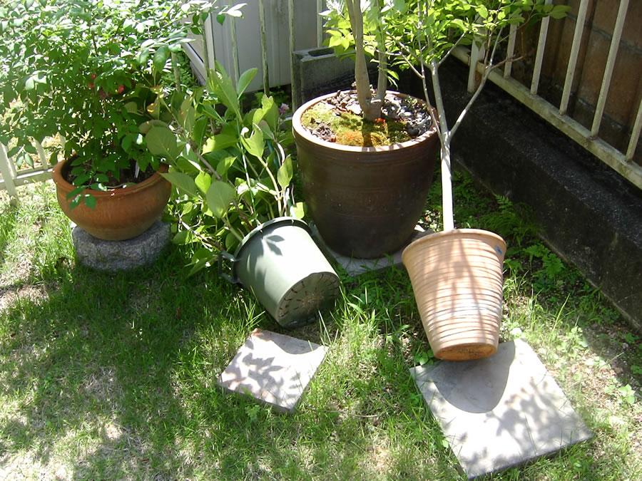 風で鉢植えが倒れた