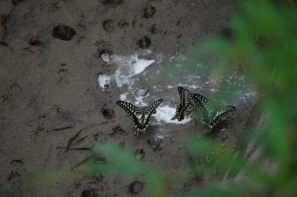 アゲハチョウの吸水