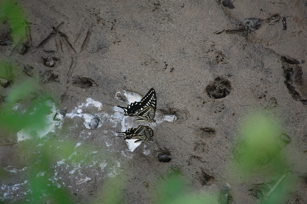 アゲハチョウの吸水