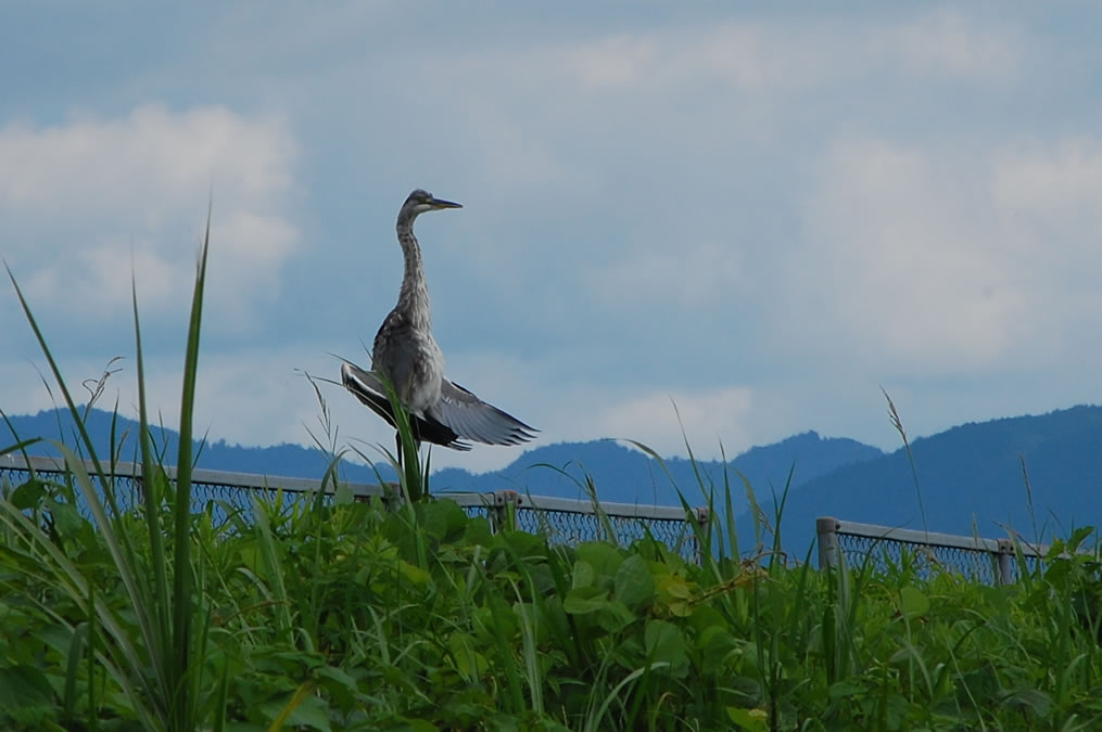 アオサギ