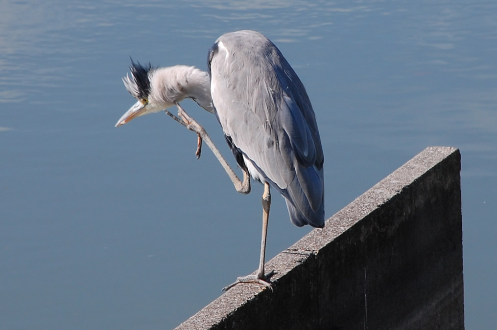 アオサギ