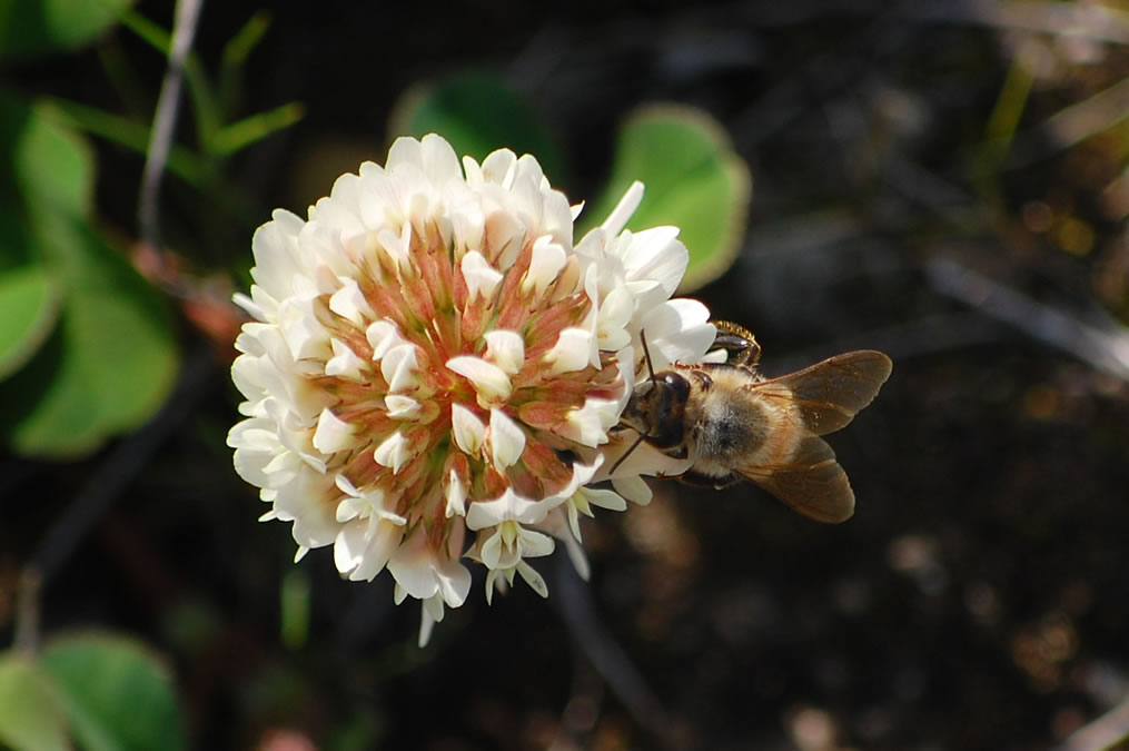 シロツメグサの花にミツバチ