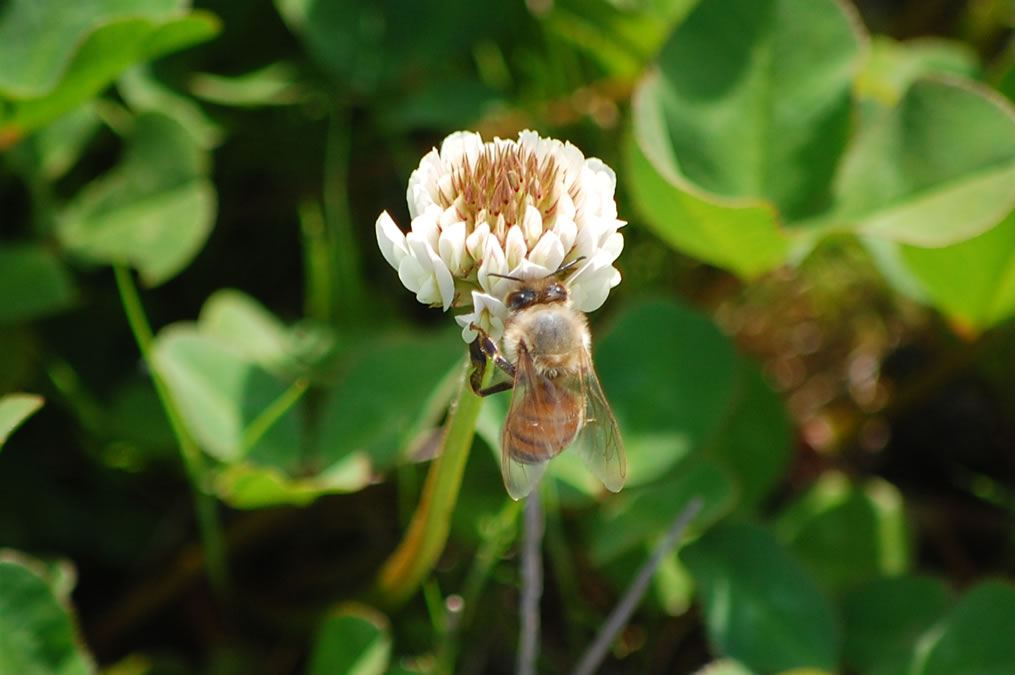 シロツメグサの花にミツバチ