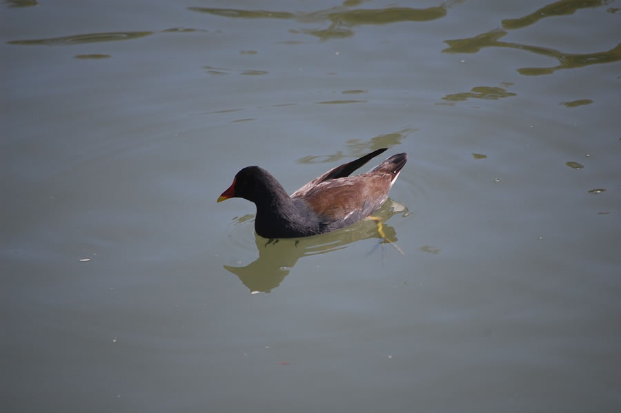 馬見丘陵公園のバンとオオバン