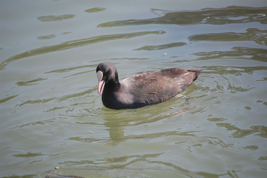 馬見丘陵公園のオオバン