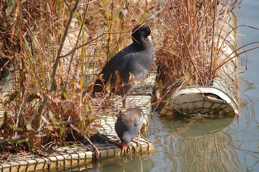 馬見丘陵公園のバンとオオバン