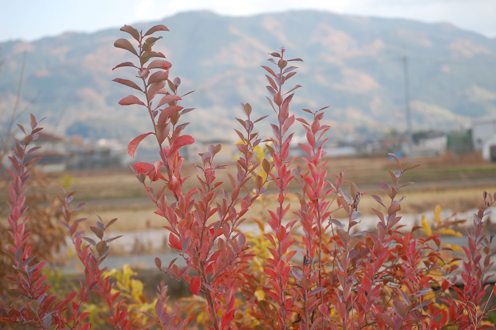 ブルーベリーの紅葉