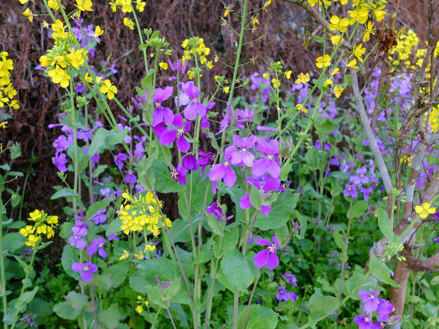 黄色い菜の花と大根の紫の花