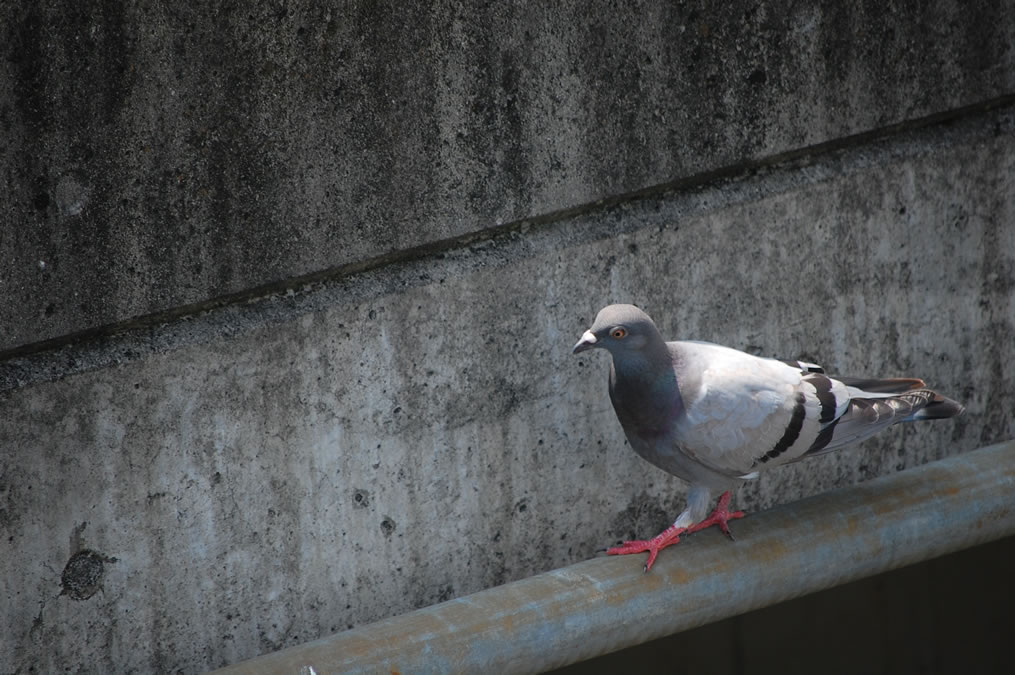 土鳩