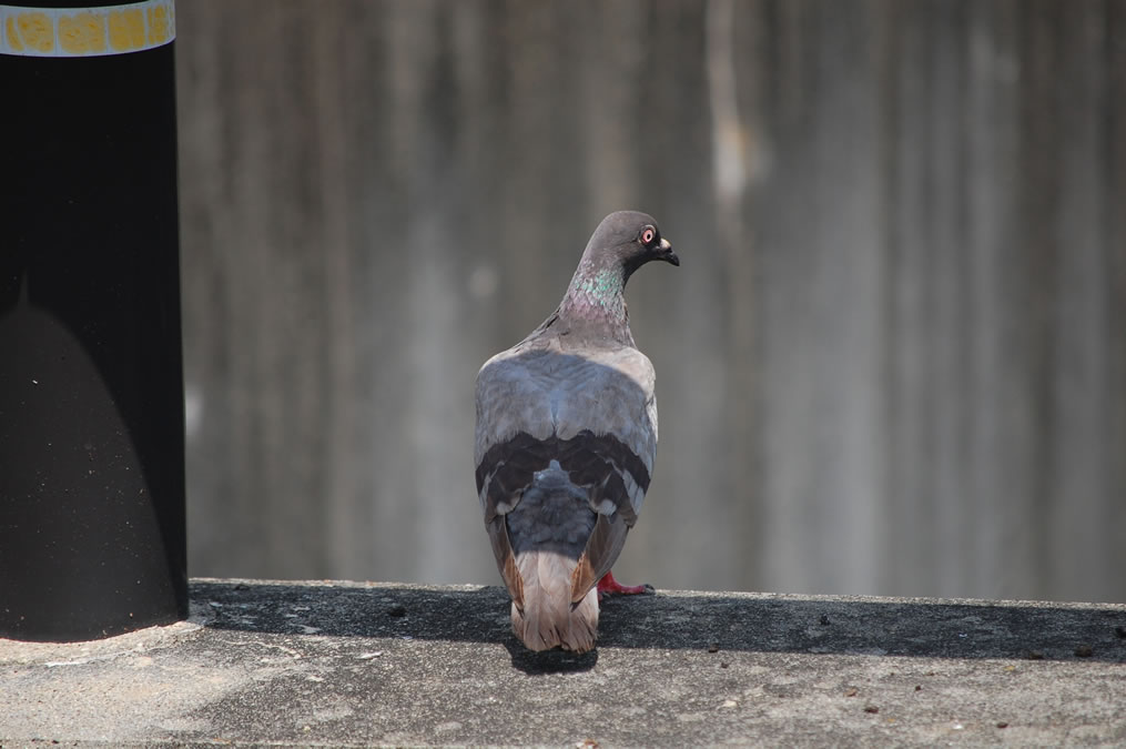 土鳩