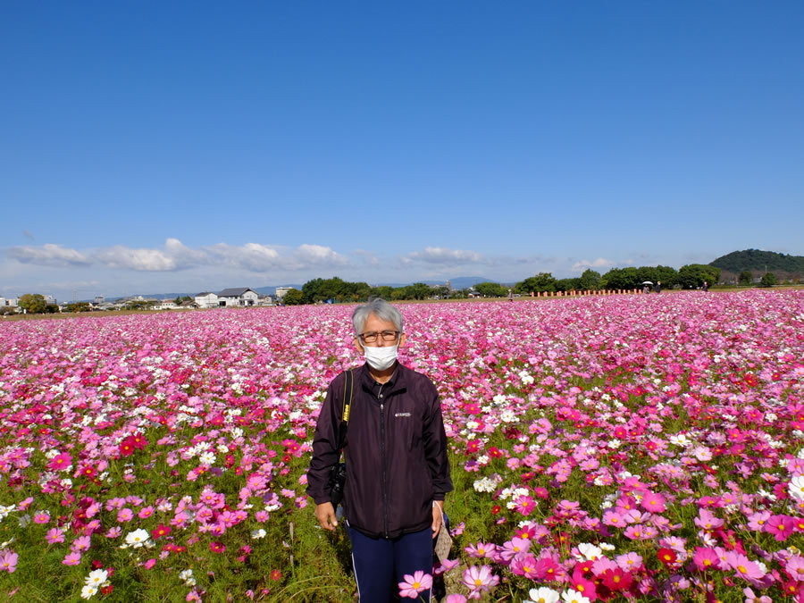 藤原宮跡のコスモス